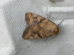 The Dun-bar (Cosmia trapezina)