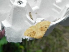 Bølgemåler (Crocallis elinguaria)