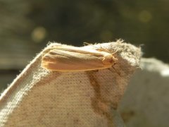 Buff Footman (Eilema depressa)