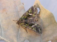 Orache Moth (Trachea atriplicis)