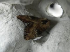 Praktengfly (Apamea scolopacina)