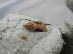 Buskflatvikler (Acleris laterana)