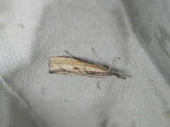 Barred Grass-veneer (Agriphila inquinatella)