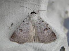 Augustvikkefly (Lygephila craccae)