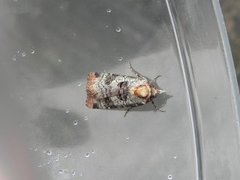 Rødkantfly (Epilecta linogrisea)
