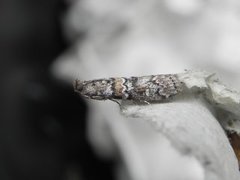 Dark Pine Knot-horn (Dioryctria abietella)