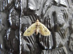 The V-Pug (Chloroclystis v-ata)