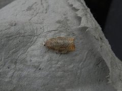 Chequered Fruit-tree Tortrix (Pandemis corylana)