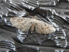 Rustdvergmåler (Eupithecia icterata)