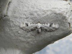 Hvit dvergmåler (Eupithecia centaureata)