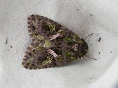 Orache Moth (Trachea atriplicis)