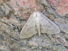 Kjempeengmott (Patania ruralis)