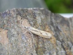 Barred Grass-veneer (Agriphila inquinatella)