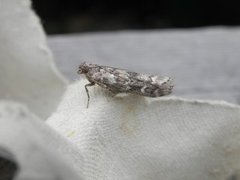 Dark Pine Knot-horn (Dioryctria abietella)
