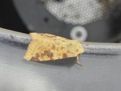 The Sallow (Xanthia icteritia)