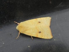 The Sallow (Xanthia icteritia)