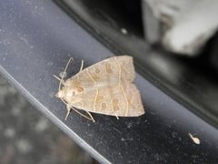 Osperingfly (Ipimorpha subtusa)