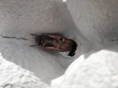 Square-spot Dart (Euxoa obelisca)