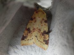 The Sallow (Xanthia icteritia)