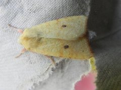 The Sallow (Xanthia icteritia)
