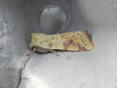 The Sallow (Xanthia icteritia)