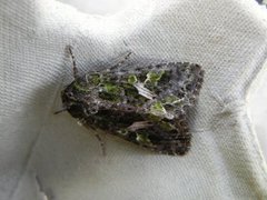 Orache Moth (Trachea atriplicis)
