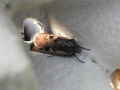 Square-spot Dart (Euxoa obelisca)