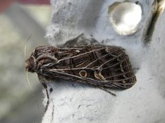 Hvitribbet åkerfly (Tholera decimalis)