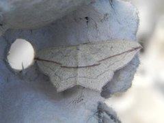 Blood-vein (Timandra comae)