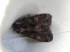 Høstlærfly (Mniotype satura)