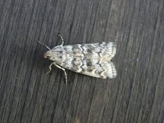 Dark Pine Knot-horn (Dioryctria abietella)