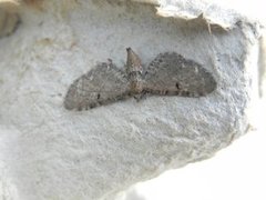 Brun dvergmåler (Eupithecia absinthiata)