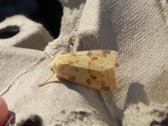 The Sallow (Xanthia icteritia)