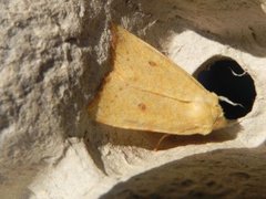 The Sallow (Xanthia icteritia)