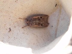 Square-spot Dart (Euxoa obelisca)