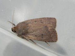 Mouse Moth (Amphipyra tragopoginis)