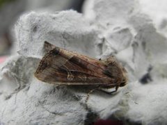 Brunt sumpfly (Helotropha leucostigma)