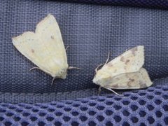 The Sallow (Xanthia icteritia)