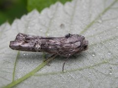 Skogkvistfly (Xylena solidaginis)