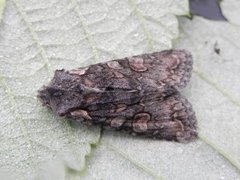 Softly's Shoulder-knot (Lithophane consocia)
