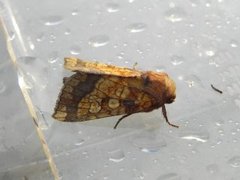 Frosted Orange (Gortyna flavago)
