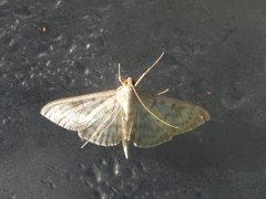 Mother of Pearl (Patania ruralis)