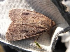 Copper Underwing (Amphipyra pyramidea)