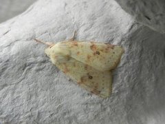The Sallow (Xanthia icteritia)