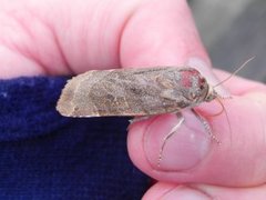 Broad-bordered Yellow Underwing (Noctua fimbriata)