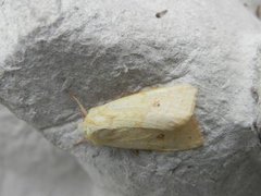 The Sallow (Xanthia icteritia)