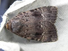 Copper Underwing (Amphipyra pyramidea)