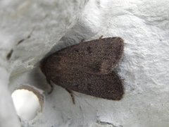 Mouse Moth (Amphipyra tragopoginis)