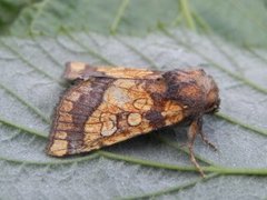 Frosted Orange (Gortyna flavago)