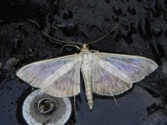 Mother of Pearl (Patania ruralis)